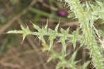 Spiny plumeless thistle